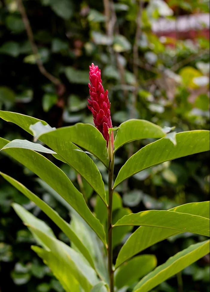 Hacienda Chuntuac
