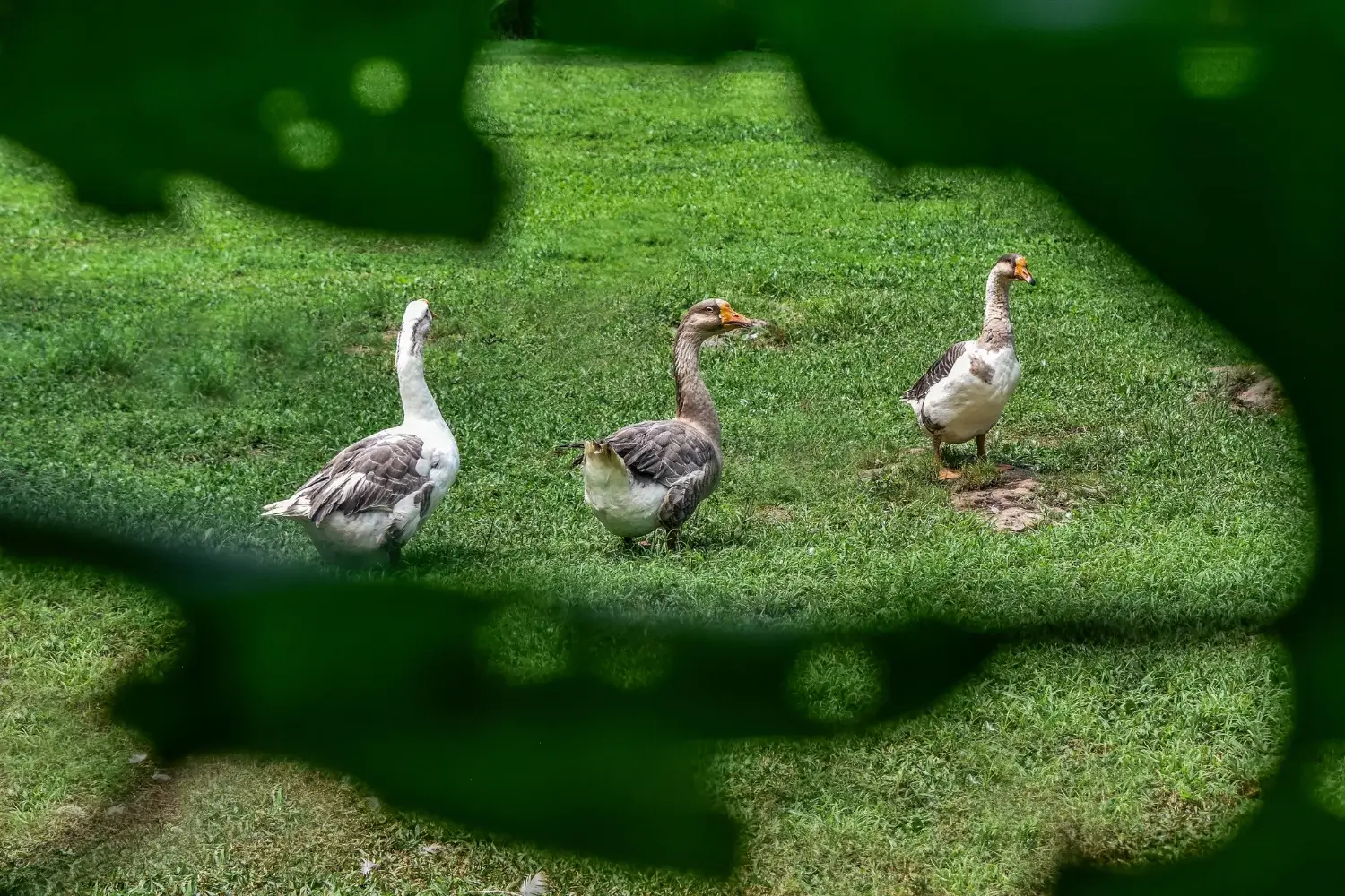 Bodas en la naturaleza